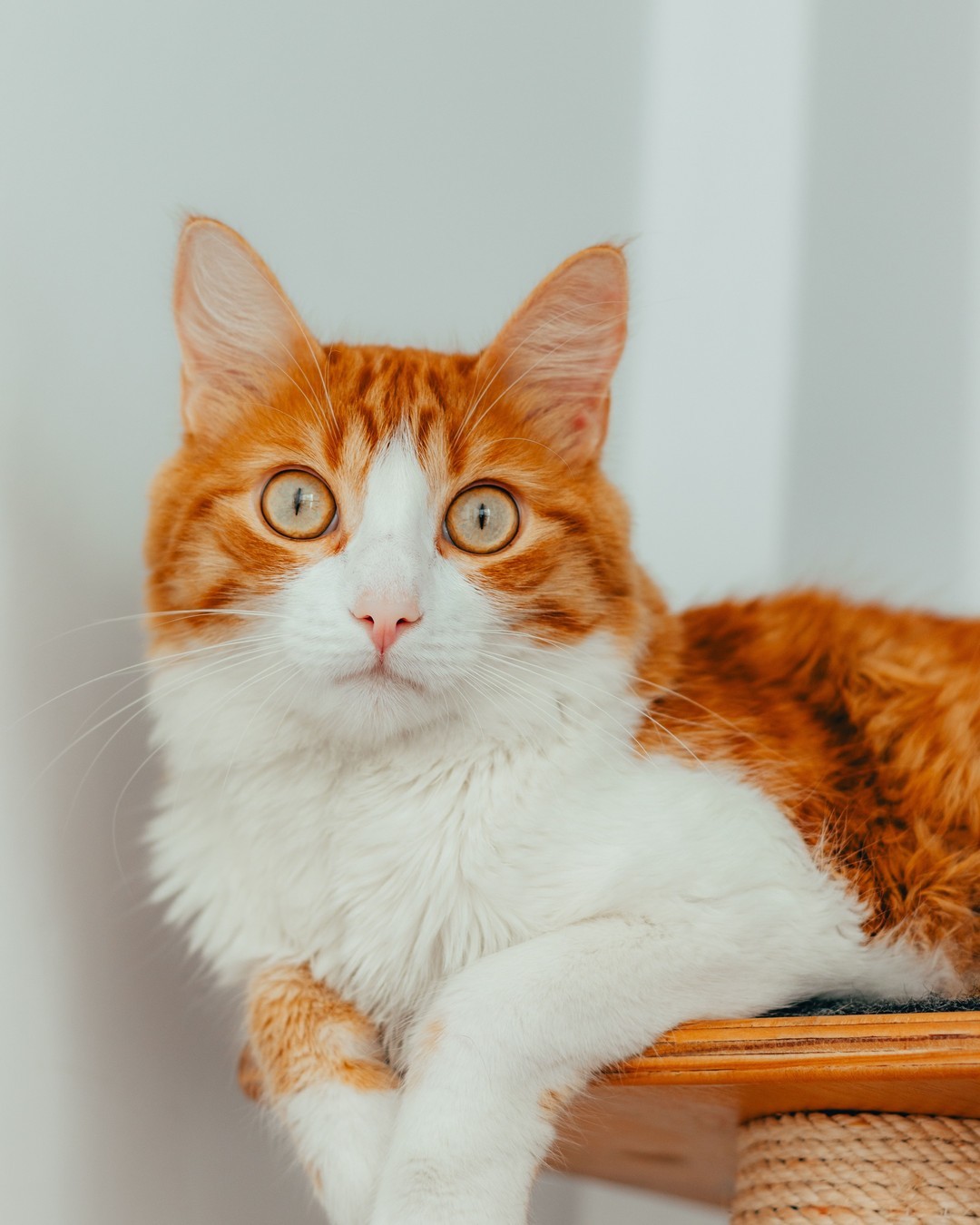 Ginger cat photograph